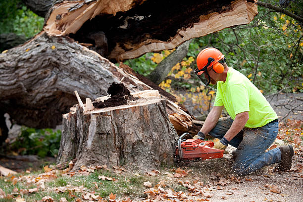 Best Tree Maintenance Programs  in Dover, NJ